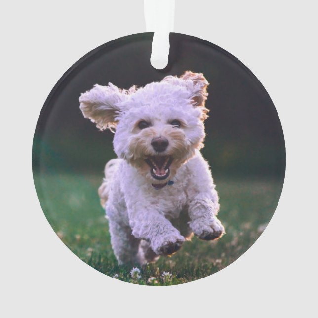 Ornamento Cachorro Branco de Poodle (Verso)