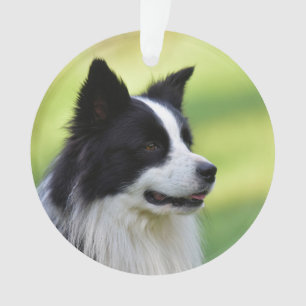 Ornamento Cachorro Collie de Borda Negra
