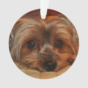 Ornamento Cachorro de Cachorkshire Terrier Yorkie