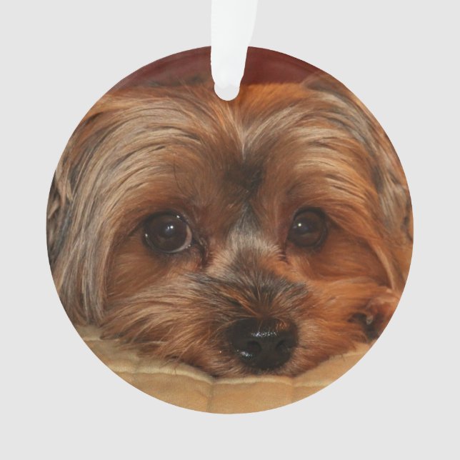 Ornamento Cachorro de Cachorkshire Terrier Yorkie (Frente)