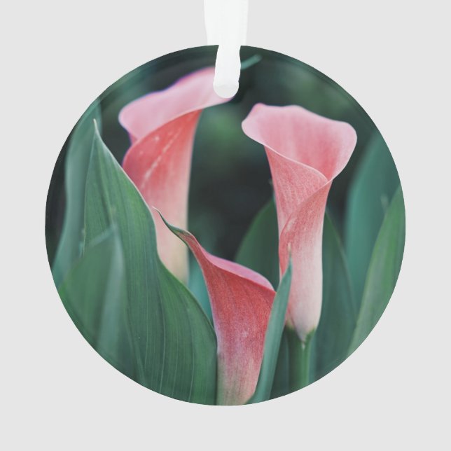 Ornamento Calla Lily Pink Flowers (Verso)