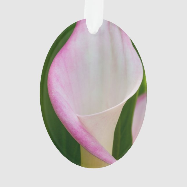 Ornamento Calla Pano (Verso)