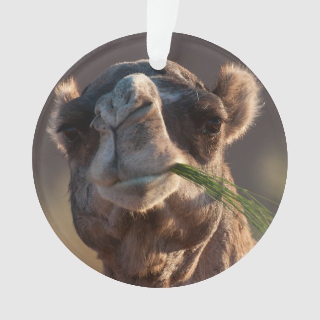 Ornamento Camelo Hump Day se alimenta de grama verde (Frente)