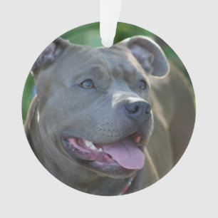 Ornamento Cão do terrier de Pitbull