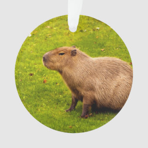 Ornamento Capivara