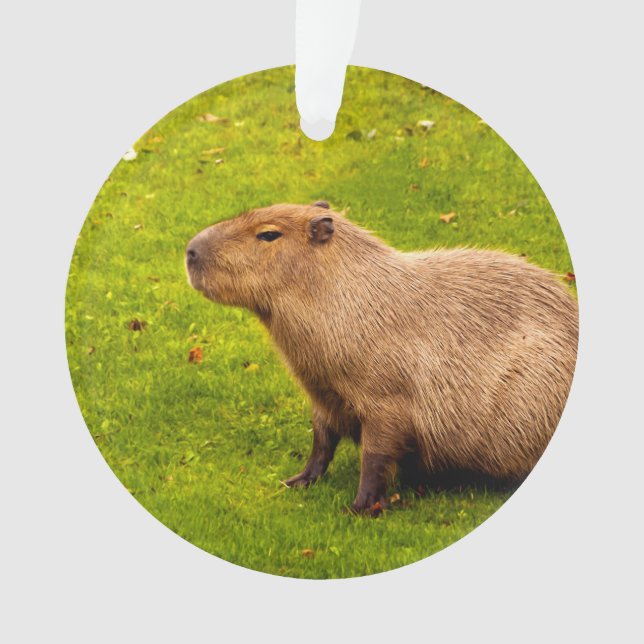 Ornamento Capivara (Frente)