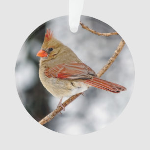 Ornamento Cardeal-Acrílico do Norte feminino