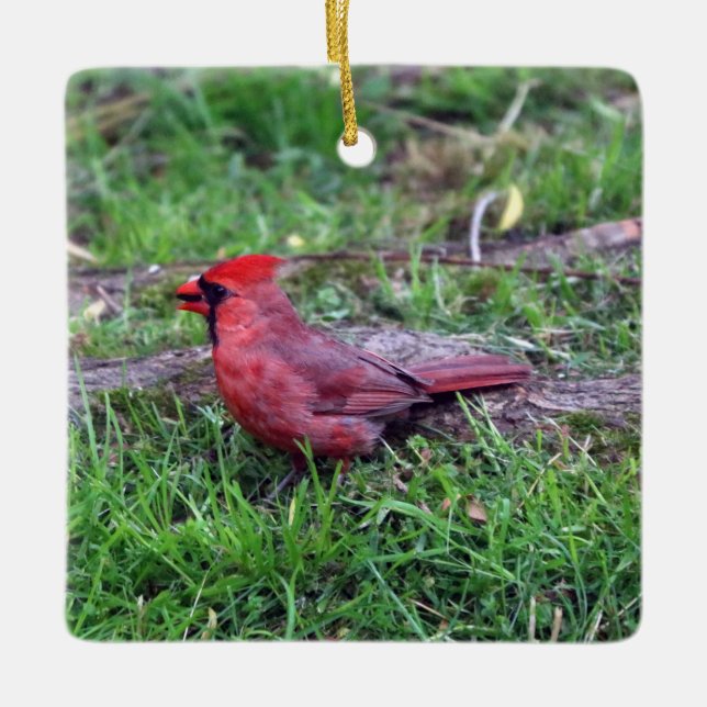 Ornamento Cardinal (Frente)