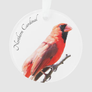 Ornamento Cardinal do norte