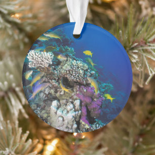 Ornamento Cardumes de Salmonete em torno de Pequeno Coral