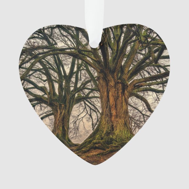 Ornamento Carvalho velho no inverno (Frente)