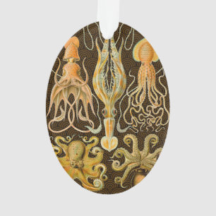 Ornamento Cephalopota Octopus Natureza Marinha Lula