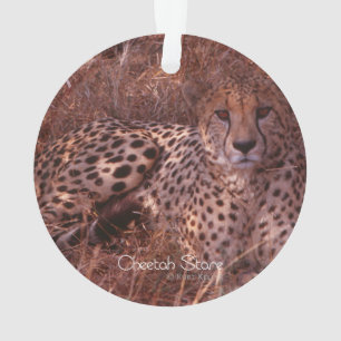Ornamento Cheetah Stare