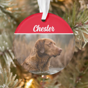Ornamento Chesapeake Retriever com Nome e Foto no Natal