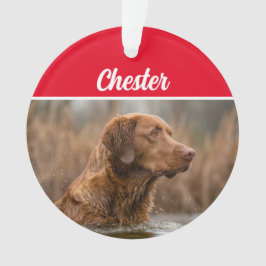 Ornamento Chesapeake Retriever com Nome e Foto no Natal