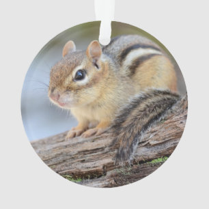 Ornamento Chipmunk pequeno simplesmente adorável