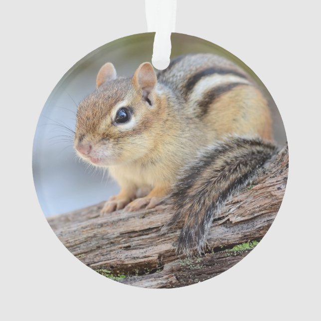Ornamento Chipmunk pequeno simplesmente adorável (Verso)