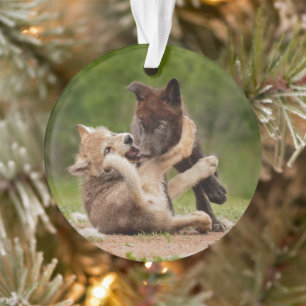 Ornamento Cinza Wolf Pups em luta