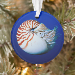 Ornamento Close-Up De Nautilus-Camarado