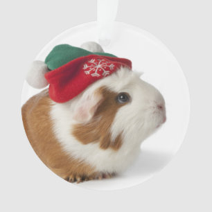 Ornamento Cobaia bonito com o chapéu do Natal no branco