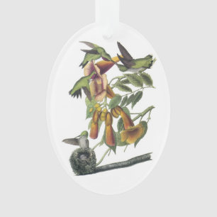 Ornamento colibri Rubi-throated por Audubon