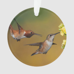 Ornamento Colibri Rufous de flutuação