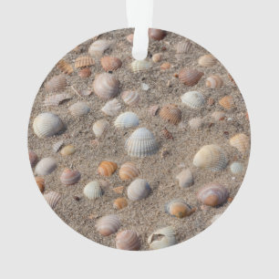 Ornamento Conchas marítimas na praia