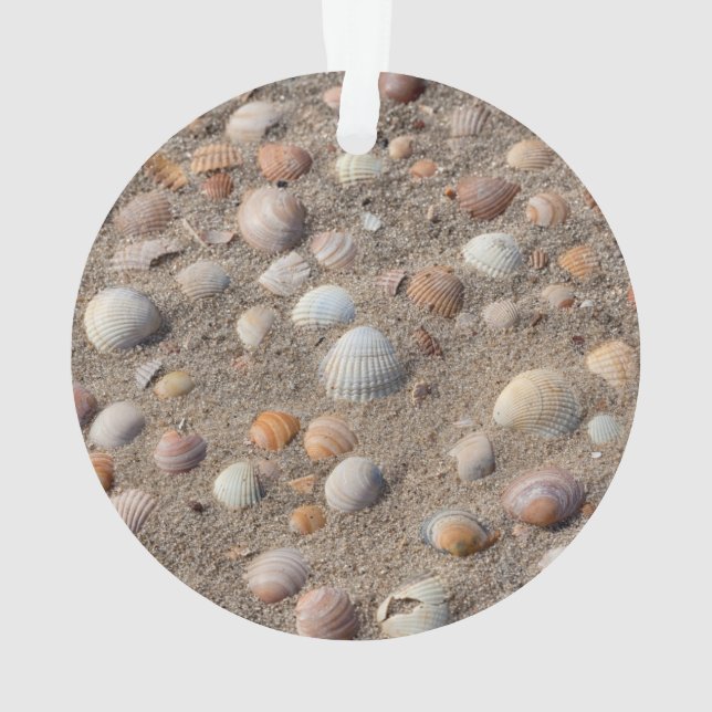 Ornamento Conchas marítimas na praia (Verso)