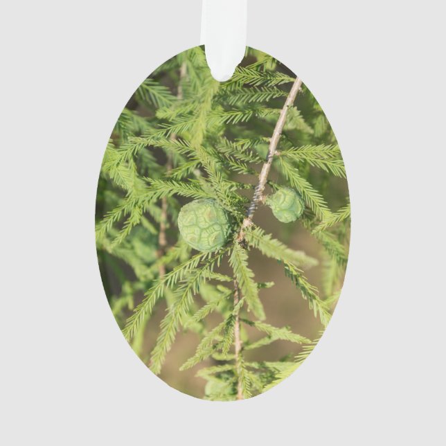 Ornamento Cone de Semente de Ciprima Cálida (Verso)