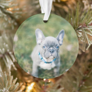 Ornamento Conjunto de um Bulldog Francês