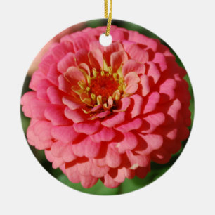 Ornamento cor-de-rosa do Zinnia
