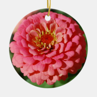 Ornamento cor-de-rosa do Zinnia