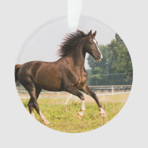 Crie a Foto do Seu Cavalo de Estimação Personaliza