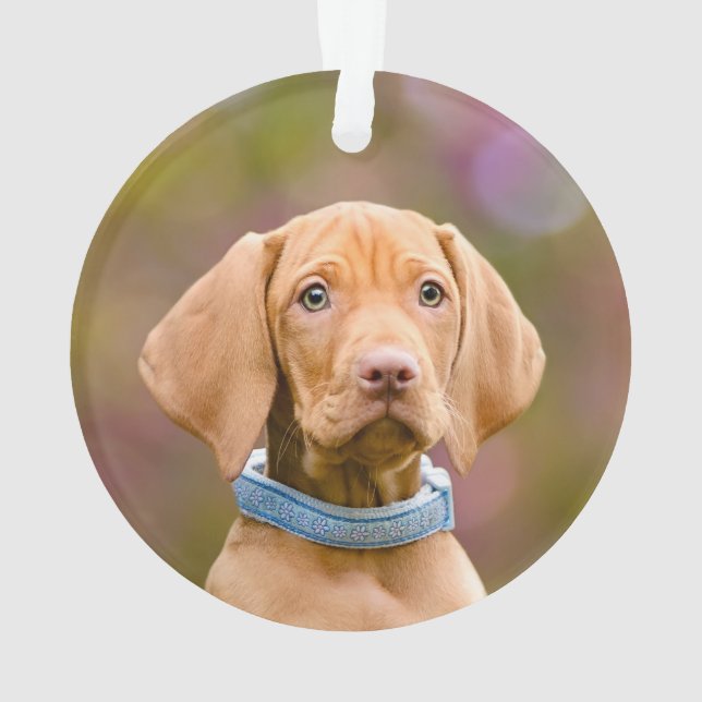 Ornamento Cute puppyeyed Húngaro Vizsla Dog Puppy Foto - (Verso)