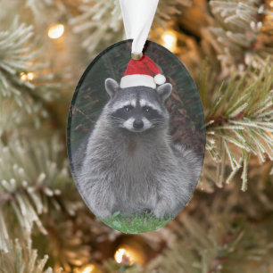 Ornamento Cute Raccoon Vestindo Feriado Vermelho Santa Hat