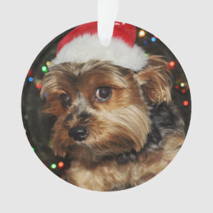 Ornamento Cute Yorkshire terrier com Santa Hat