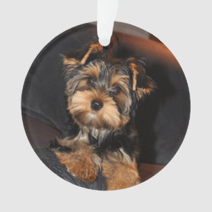 Ornamento Cute Yorkshire Terrier Yorkie Puppy Cão