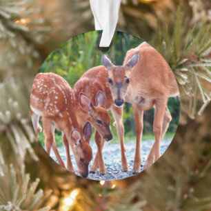 Ornamento Cutest Baby Animals   Fawn with Babies
