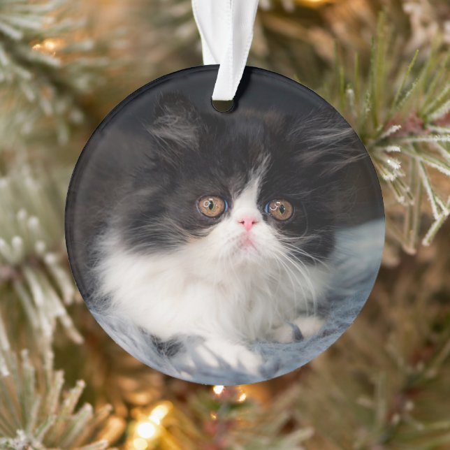 Ornamento Cutest Baby Animals | Fluffy B&W Kitten (Árvore)