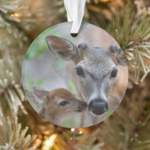 Ornamento Cutest Baby Animals   Key Deer Stag & Fawn