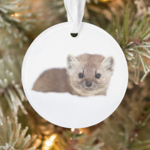 Ornamento Cutest Baby Animals   Pine Marten