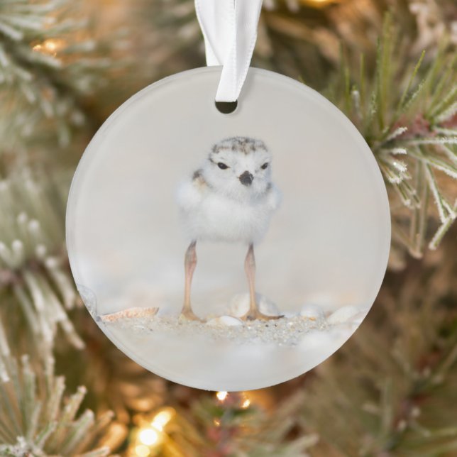 Ornamento Cutest Baby Animals | Piping Plover Chick (Árvore)