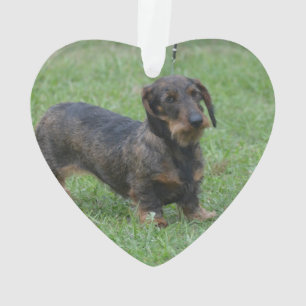 Ornamento Dachshund de cabelo do fio bonito
