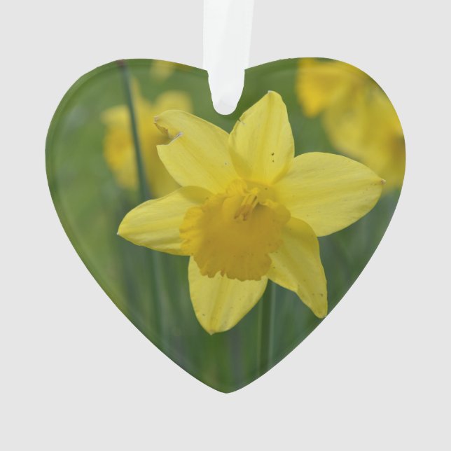 Ornamento Daffodil amarelo bonito (Verso)