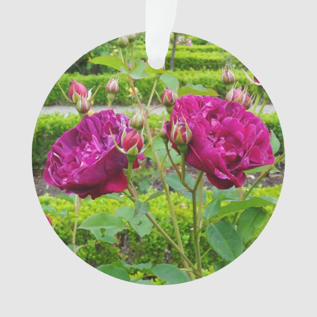 Ornamento Darcey Bussell Rosa nº 3 Ornament (Frente)