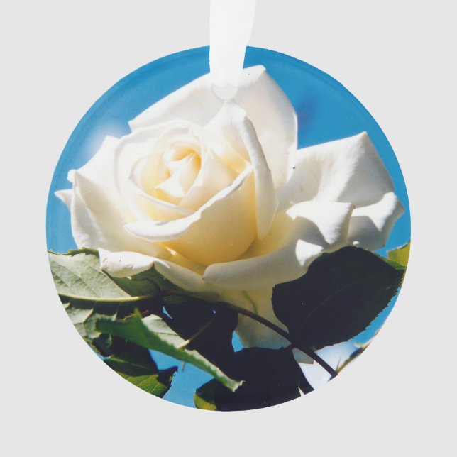 Ornamento de Bela Rosa Branca (Frente)