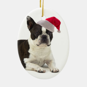 Ornamento de Boston Terrier do papai noel