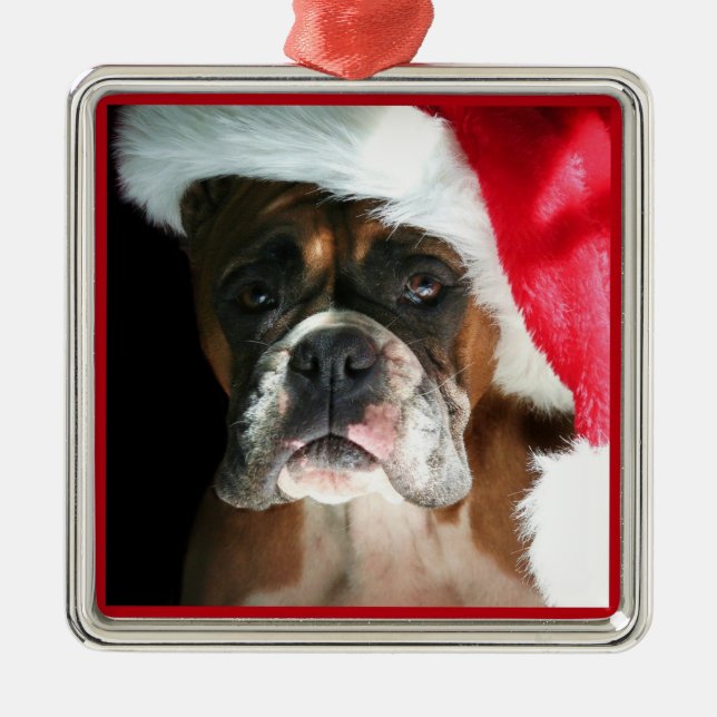 ornamento de cão de boxe de Natal (Frente)