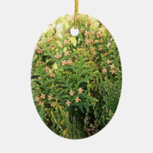Ornamento De Cerâmica A beleza da natureza: Árvore de Juniper