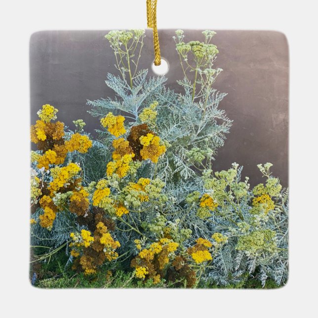 Ornamento De Cerâmica A Blooming California: Catalina Silverlace (Frente)